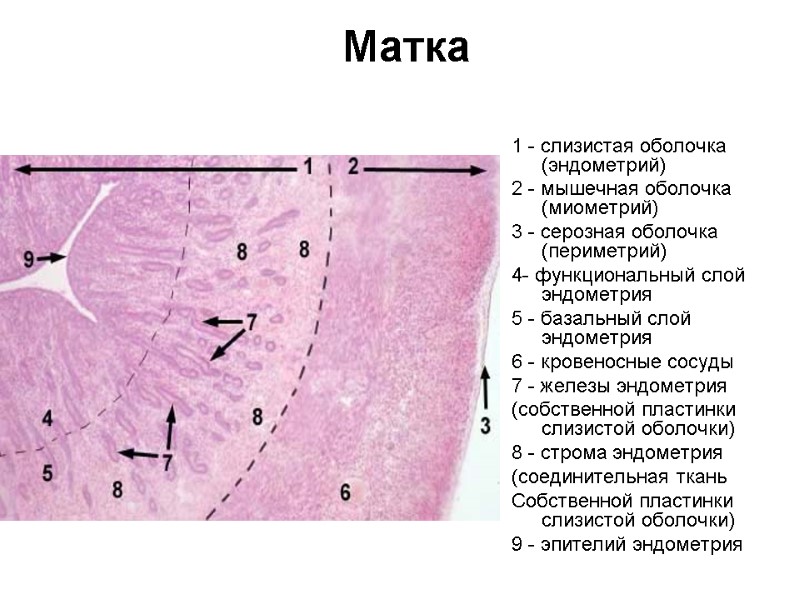 Матка 1 - слизистая оболочка (эндометрий) 2 - мышечная оболочка (миометрий) 3 - серозная